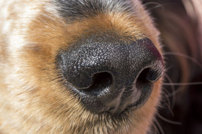 Close-up of a dog