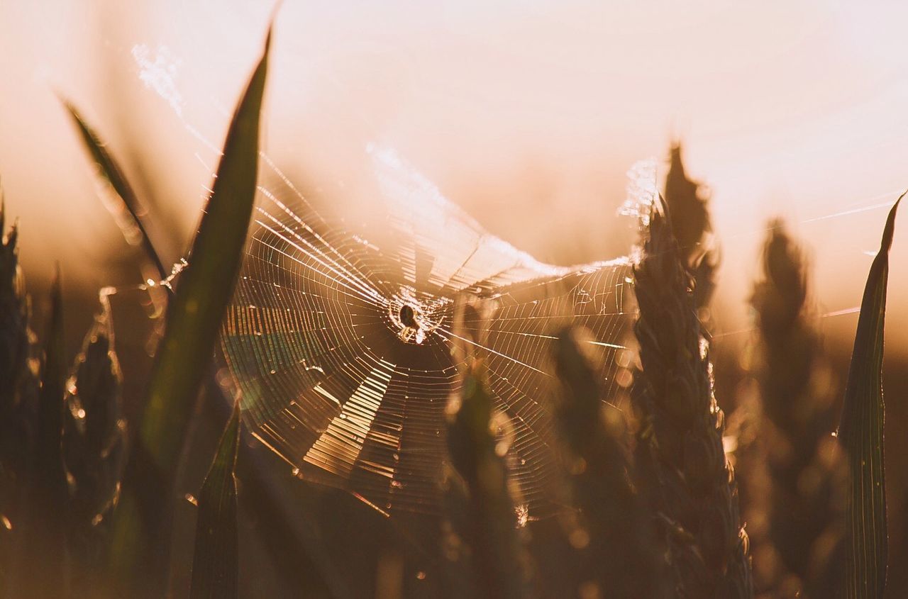 nature, sunset, plant, sky, tranquility, beauty in nature, focus on foreground, grass, tranquil scene, outdoors, scenics, field, growth, sun, close-up, sunlight, silhouette, selective focus, landscape, spider web