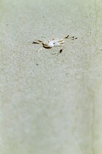 Close-up of insect on sand