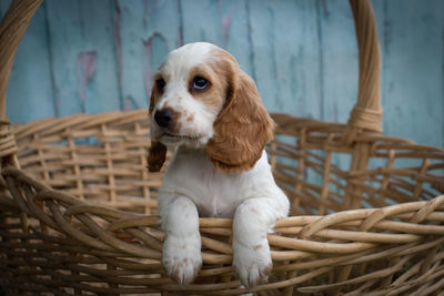 Close-up of dog in basket