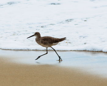 Bird on beach