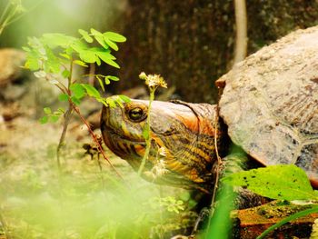 Close-up of a turtle