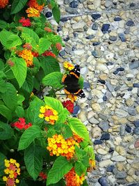 High angle view of butterfly on flower