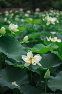 Close-up of white flowering plant