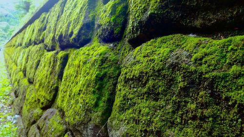 Full frame shot of moss on tree trunk