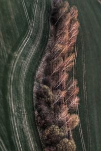 Full frame shot of plants