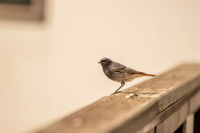 Bird perching on a wall