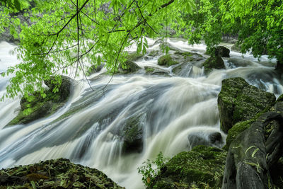 Low angle view of waterfall in forest