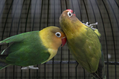 Close-up of parrot perching in cage