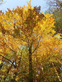 Low angle view of trees in forest during autumn
