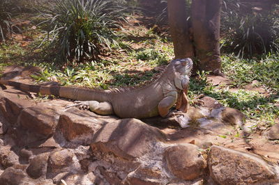 Lizard on field