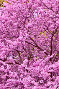 Pink cherry blossoms in spring