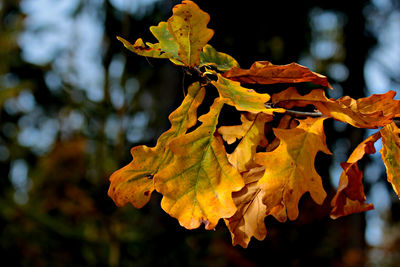 Close-up of yellow maple leaves