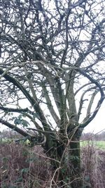 Bare trees on field