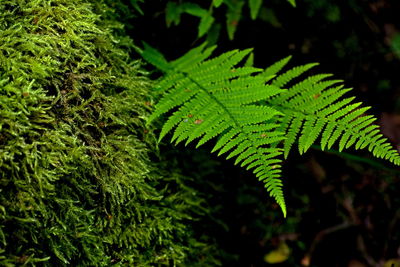 Close-up of fern leaves