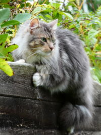 View of a cat looking away