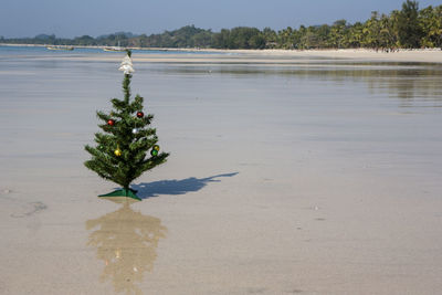 Christmas tree standing on sandy beach