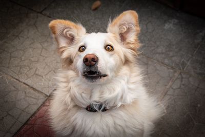 High angle portrait of dog sitting on floor