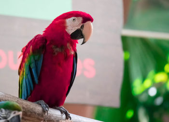 Close-up of parrot perching