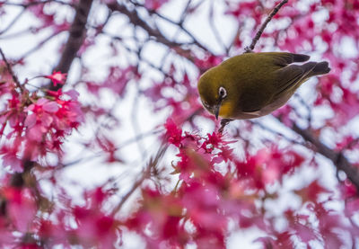 Low angle view of bird perching on tree