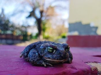 Close-up of a frog