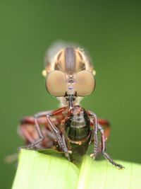 Close-up of insect on leaf