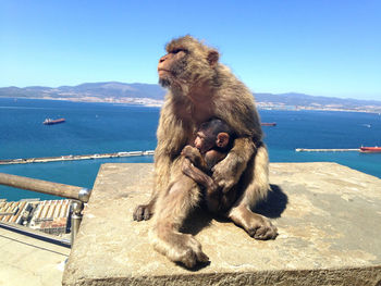 Monkey sitting on mountain by sea against sky