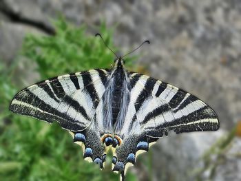 Close-up of butterfly