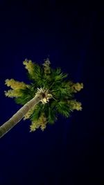 Low angle view of flower tree against blue sky