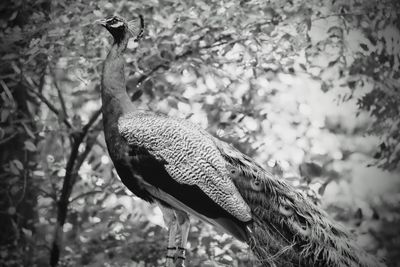 Close-up of bird perching on a tree