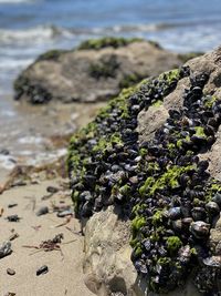 Close-up of lichen on rock