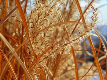 Close-up of wheat growing on field