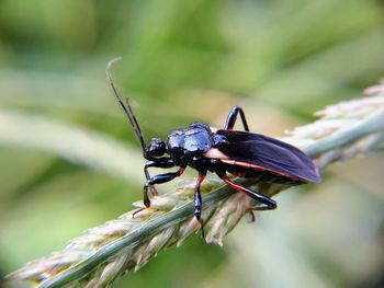 Close-up of insect on plant