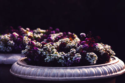 Close up of purple flowers