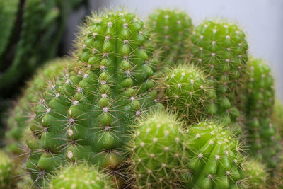 Close-up of succulent plant