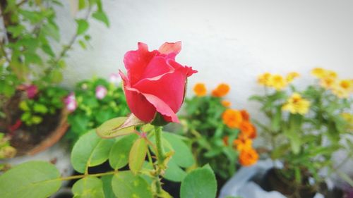 Close-up of red flowers blooming outdoors