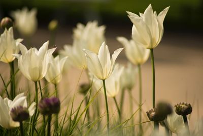 Close-up of flowering plants on field