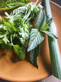 High angle view of green leaves on table