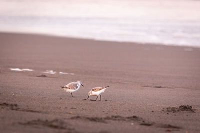 Cute birds, walking on the beach in the sand, water in background.