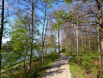 Dirt road amidst trees in forest against sky