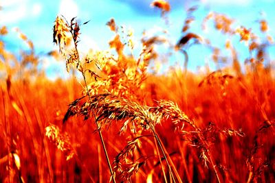 Close-up of plants growing in field at sunset