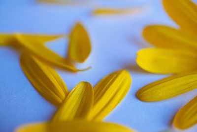 Close-up of yellow flowers on blue background