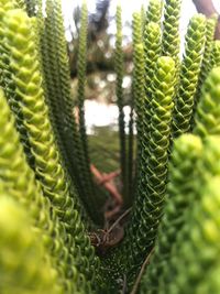 Close-up of succulent plant