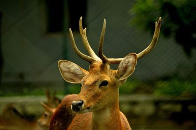 Close-up of deer