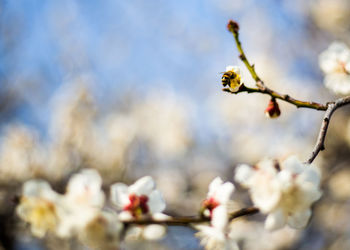 Close-up of flowers growing on tree against sky