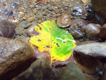 Rocks in pond