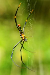 Close-up of spider on web