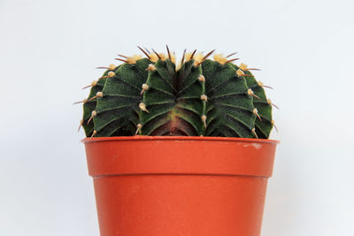 Close-up of succulent plant in pot