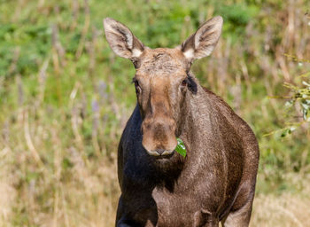 Close-up portrait of moose