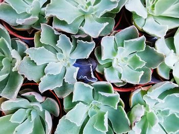 High angle view of succulent plant